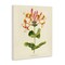 Stupell Industries Honeysuckle Vintage Illustration Canvas, design by Connie Resch